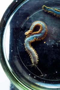 Морской червь Alitta virens, один из важных объектов летней морской практики по эмбриологии и объект научных исследований сотрудников кафедры.