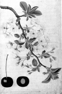 Ботаническая таблица заказанная А.Н.Бекетовым