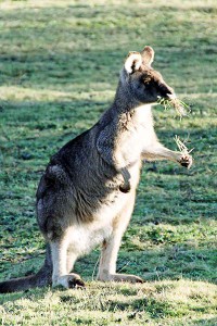 Какой лапой кенгуру берет пищу — одно из наблюдаемых проявлений «рукости