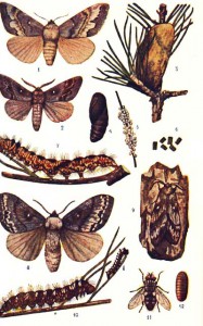 Иллюстрации к учебнику М.Н.Римского-Корсакова «Лесная энтомология»
