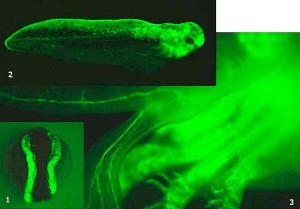 Недавно прооперированный эмбрион (1), трёхдневный эмбрион (2) и подрос- шая личинка (3, вид с брюшной стороны) экспериментальных аксолотлей, у ко- торых были пересажены нервные валики от зелёных трансгенных эмбрионов  и помечены все производные нервного гребня (совокупности клеток, выселя- ющихся из нервных валиков при замыкании их в нервную трубку). У личинки  видны помеченные стволы нервов, пигментные клетки, соединительная ткань и  хрящи жаберной области и другие структуры, развивающиеся  из этой эмбриональной ткани
