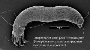 Четырехногий клещ рода Novophytoptus (растровая микроскопия)